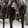 Muscle Dog