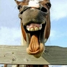 Funny horse