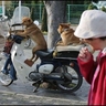 Dogs on motorcycle