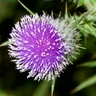 Thistle